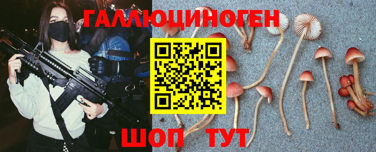 Галлюциногенные грибы Psilocybe Россия